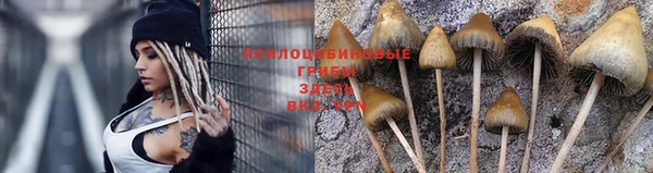 индика Абаза