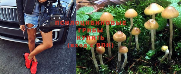 индика Абаза